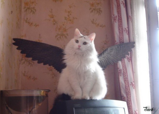 Крылатые кошки