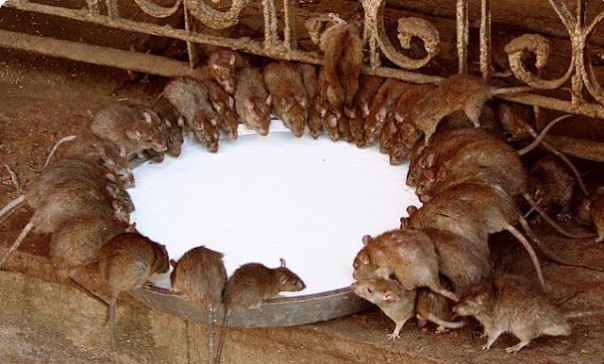 Маленький крысятник!