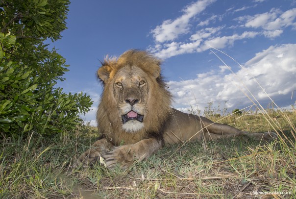 Это вам не Матильда. Разрушаем мифы о царе