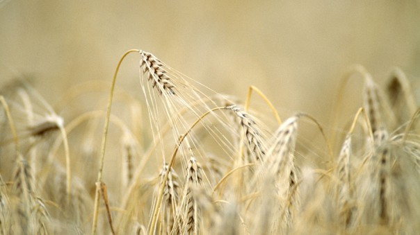 Роботизированная ферма впервые вырастила урожай без участия людей