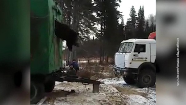 Застрявшего в бытовке медведя вытянули КамАЗом