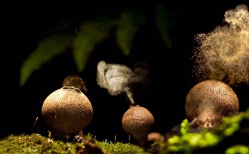 Дедушкин табак. Александр Проханов