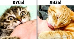 Мой любимый человек