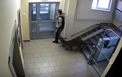 Житель Нижнего Новгорода выгуливает леопарда дважды в день.