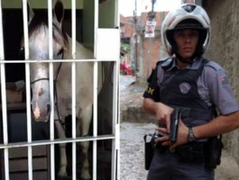 В Бразилии лошадь посадили в тюрьму за порчу чужого автомобиля