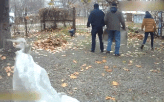 Украинские полицейские в школьном дворе устроили салки со свиньёй