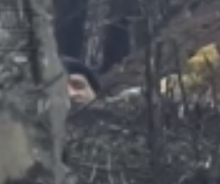 Снайпер наказал боевика "АТО" за нарушение перемирия в Донбассе