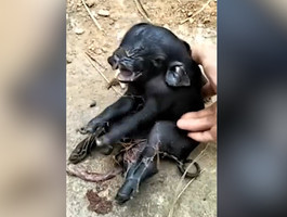 Две головы и ноги на спине. В Китае родился поросёнок-мутант