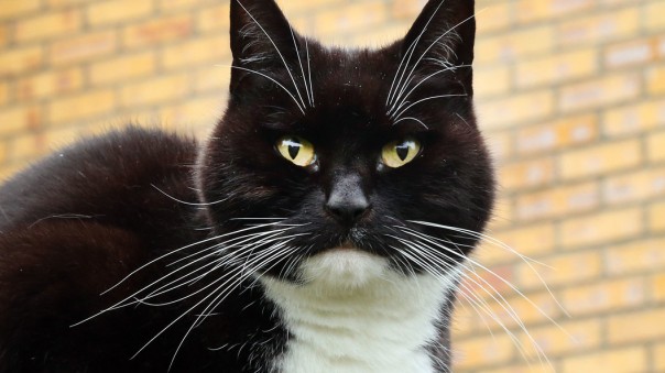 Одним из агентов в деле о госизмене украинского журналиста оказался кот