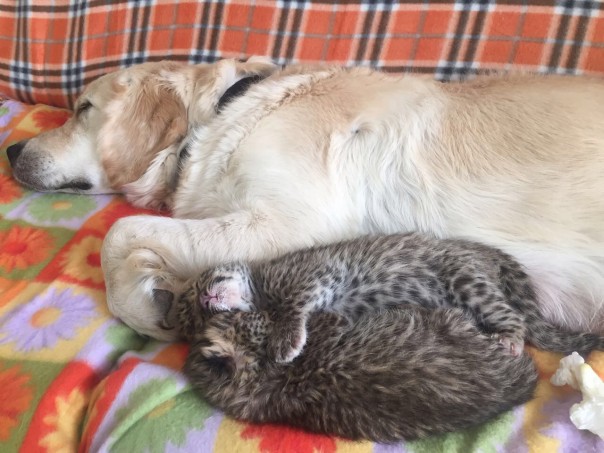 Собака удочерила детенышей леопарда