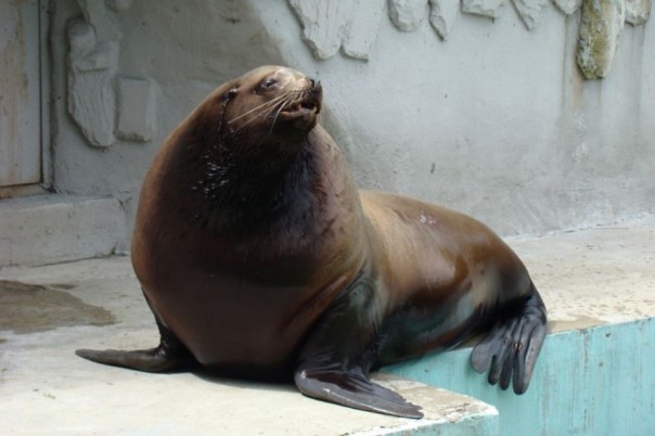 Рыбка есть? А если найду...