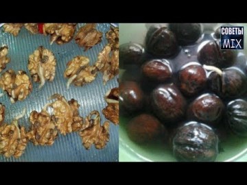 Уникальный рецепт здоровья от наших предков. Обновление организма пророщенным грецким орехом