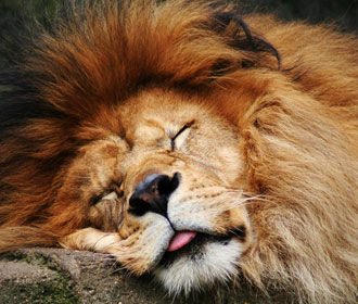 Сказочная страна – II. Александр Зубченко