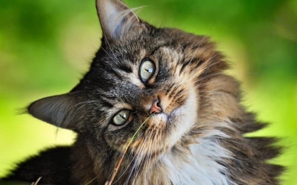 10 способов отомстить коту