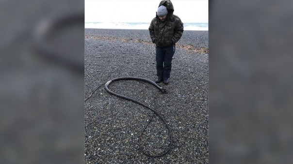 На побережьях Чукотки обнаружили гигантских "морских змей" из США