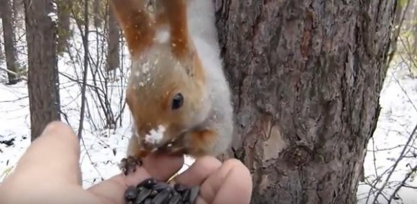 Когда решил накормить одну белку.