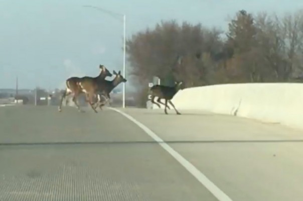 Водитель случайно снял жуткое видео, как стая оленей в панике прыгает с моста