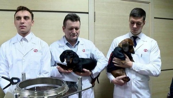 Храбрый Николас переезжает к Рогозину: вице-премьер забрал дышавшую жидкостью таксу