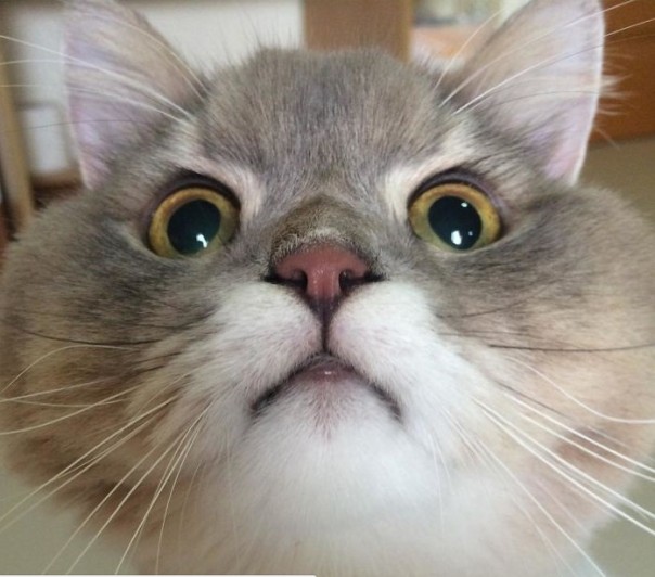 Бон-Бон — суперзвезда из Тайланда