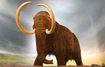 Вскрытие мамонта