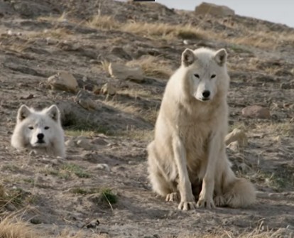 Сражение полярных волков за жизнь детенышей