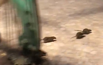 Париж наводнили крысы из-за разлива Сены