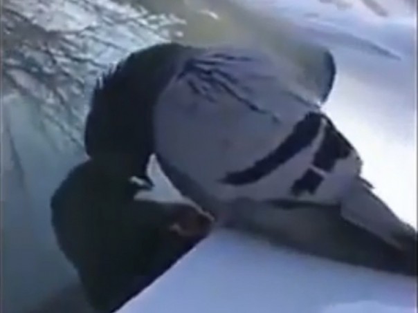 "Проснись, брат!" Житель Владикавказа попытался "разбудить" голубя 1 января