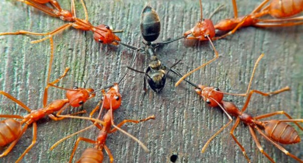 Яростное сражение двух колоний муравьев