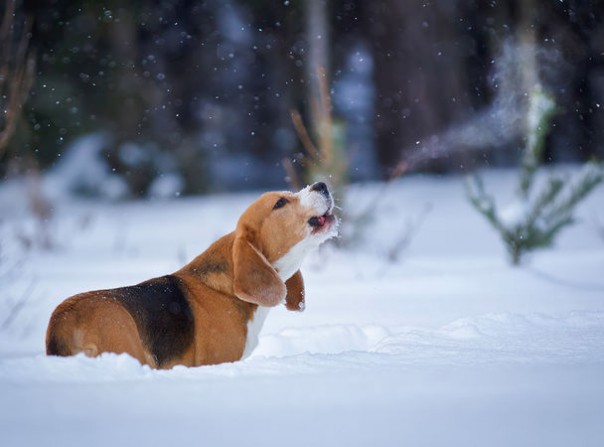 Достойная смерть ракам и право лаять для собак: новые поправки в законы Швейцарии