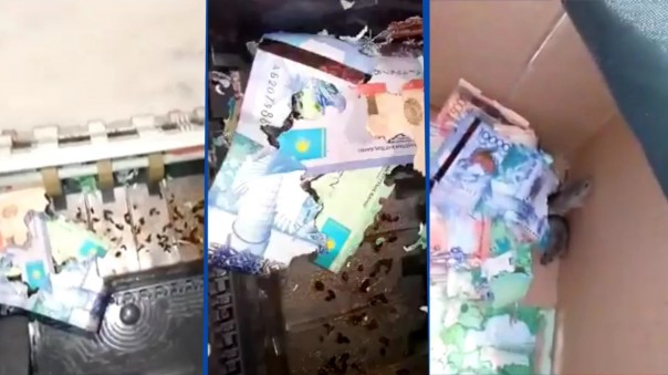В Казахстане мыши погрызли деньги в банкомате
