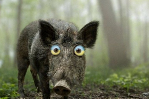 Украинские «стукачки»: выпил? Спел русскую песню? В тюрьму!