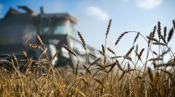 Зерно сомнений: в Минсельхозе США заявили о повышении производства пшеницы и кукурузы в Крыму и о снижении — на Украине