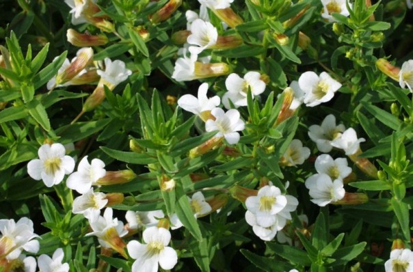 Саратовские ученые создали средство для лечения рака из экстракта ядовитого растения