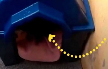 Он поставил будку для бездомной беременной собаки. Но заглянув туда через неделю не мог поверить своим глазам