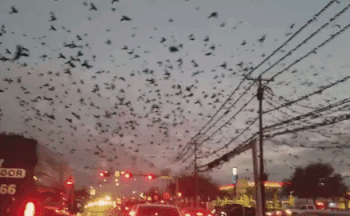 Хичкок отдыхает: жители Техаса сняли на видео нашествие тысяч чёрных птиц