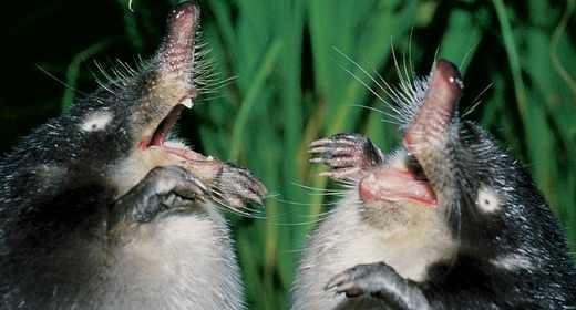 Польский еврей встречается реже, чем русская выхухоль