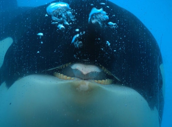 Косатка способна имитировать человеческую речь