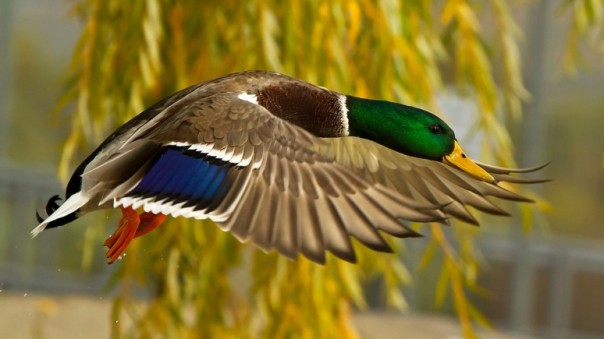 Мы в этом мире