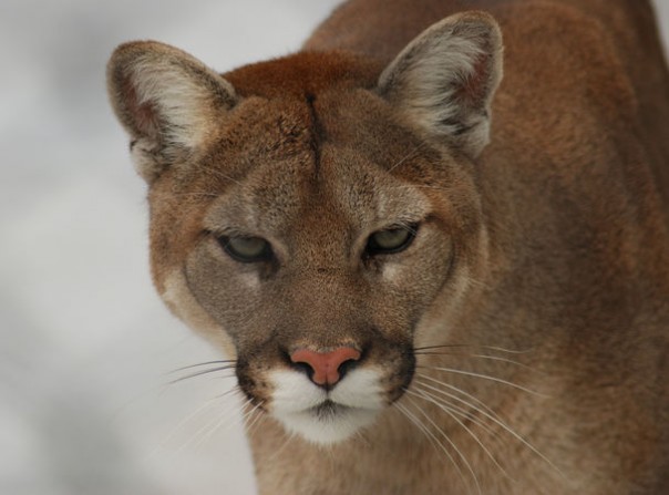Восточная пума официально признана вымершей