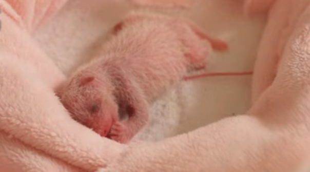 Попытайтесь угадать, кто этот очаровашка