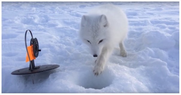 «Рыба - моя, а вон - подруга твоя!»