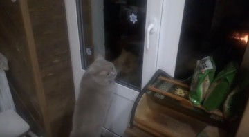 “Открой мне!!“, пушистый засранец умеет разговаривать