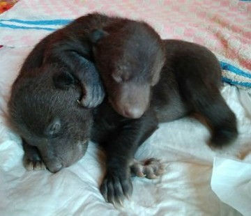 Москвич нашел новорожденных медвежат в коробке у мусорки