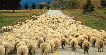 Навальный-неудачник: ЦИК отказал, митинги провалились, одна надежда – наблюдатели?