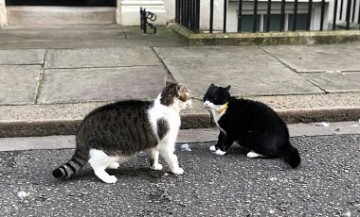 Драма на Даунинг-стрит: в Лондоне подрались министерские коты