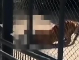 Шокирующее видео из зоопарка, где тигр загрыз смотрителя