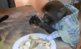 "Яша, ты же гражданин России". Видео с обезьяной, пьющей водку, стало вирусным