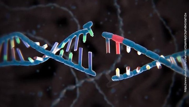 Программа "Наука": геном совершенного человека