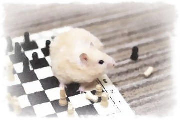 Про хомяка и шахматы (сказка)