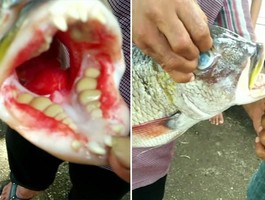 Рыбаки выловили рыбу-монстра с человеческими зубами в пасти